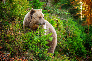 A peaceful brown bear foraging among lush greenery in a serene f, an Animal Photo by Byrdyak