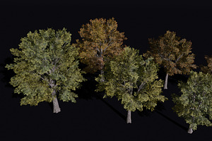 The Siberian Elm Tree, a Plants & Tree 3D Model by FuturePastCreatives