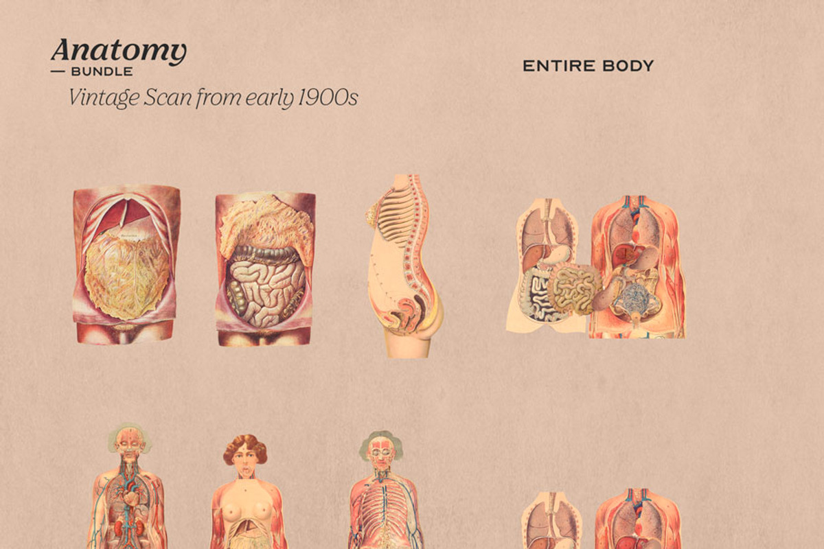 Anatomy Collage Elements 200+, an Illustration by Francesco Stefanini (Photo 10 of 10)