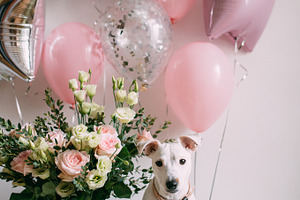 Birthday Puppy
