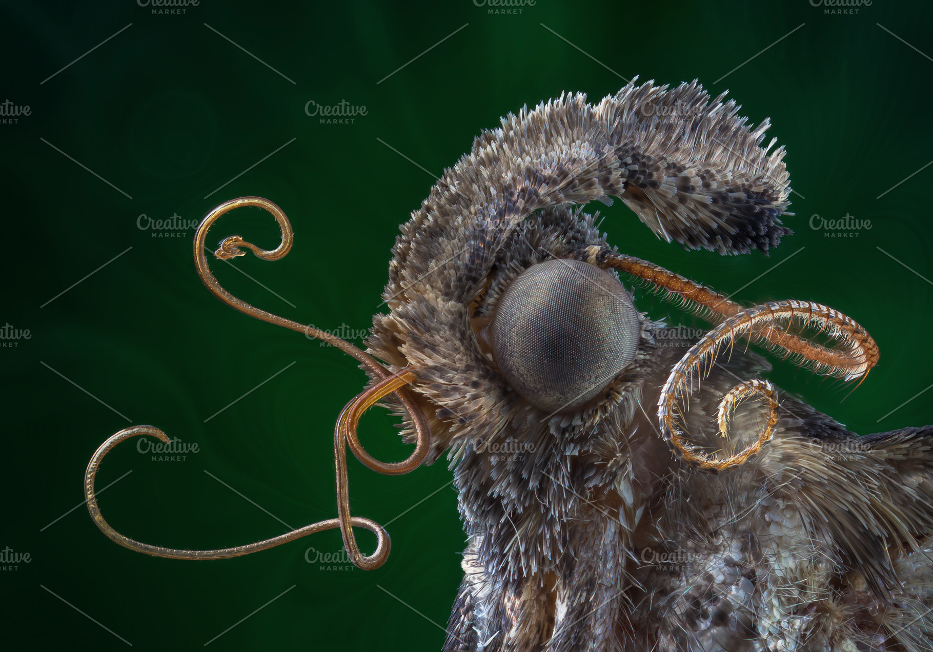 Mustache moth portrait, an Animal Photo by vmenshov