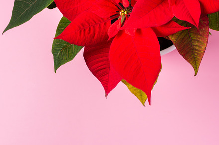 Christmas Poinsettia flower, a Holiday Photo by Pandateam