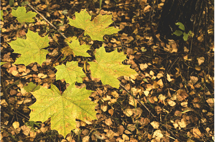 Autumn background with yellow maple, a Nature Photo by Diary of impressions