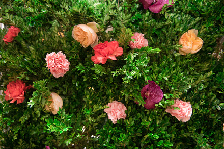 Green plants and rose flowers, an Abstract Photo by New York Art Store