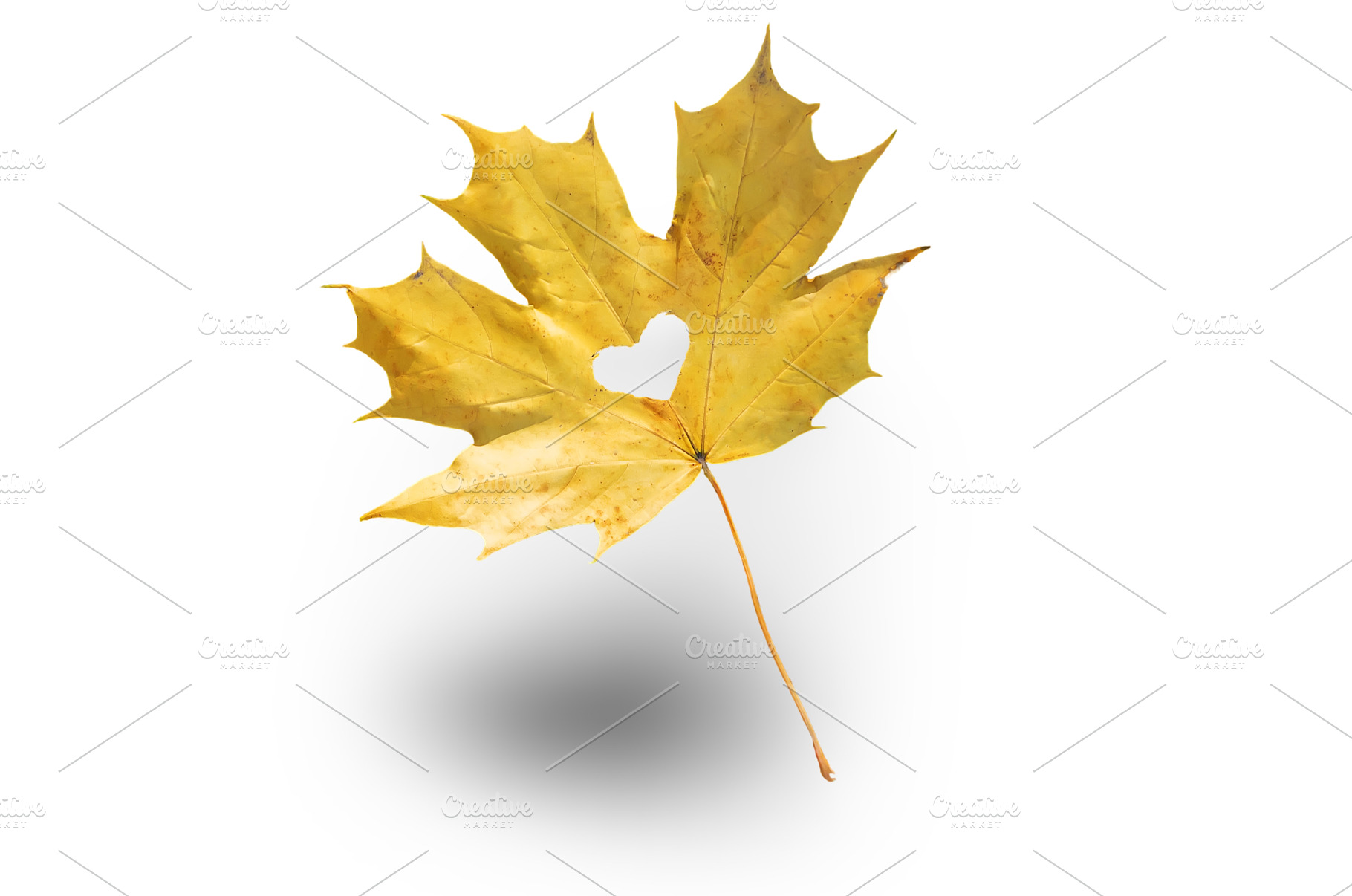 beautiful autumn leaves. Golden, a Person Photo by yanadjana