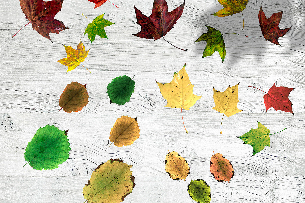 Hi-Res Transparent Autumn Leaves Set, a Background Photo by RSQB (Photo 2 of 2)