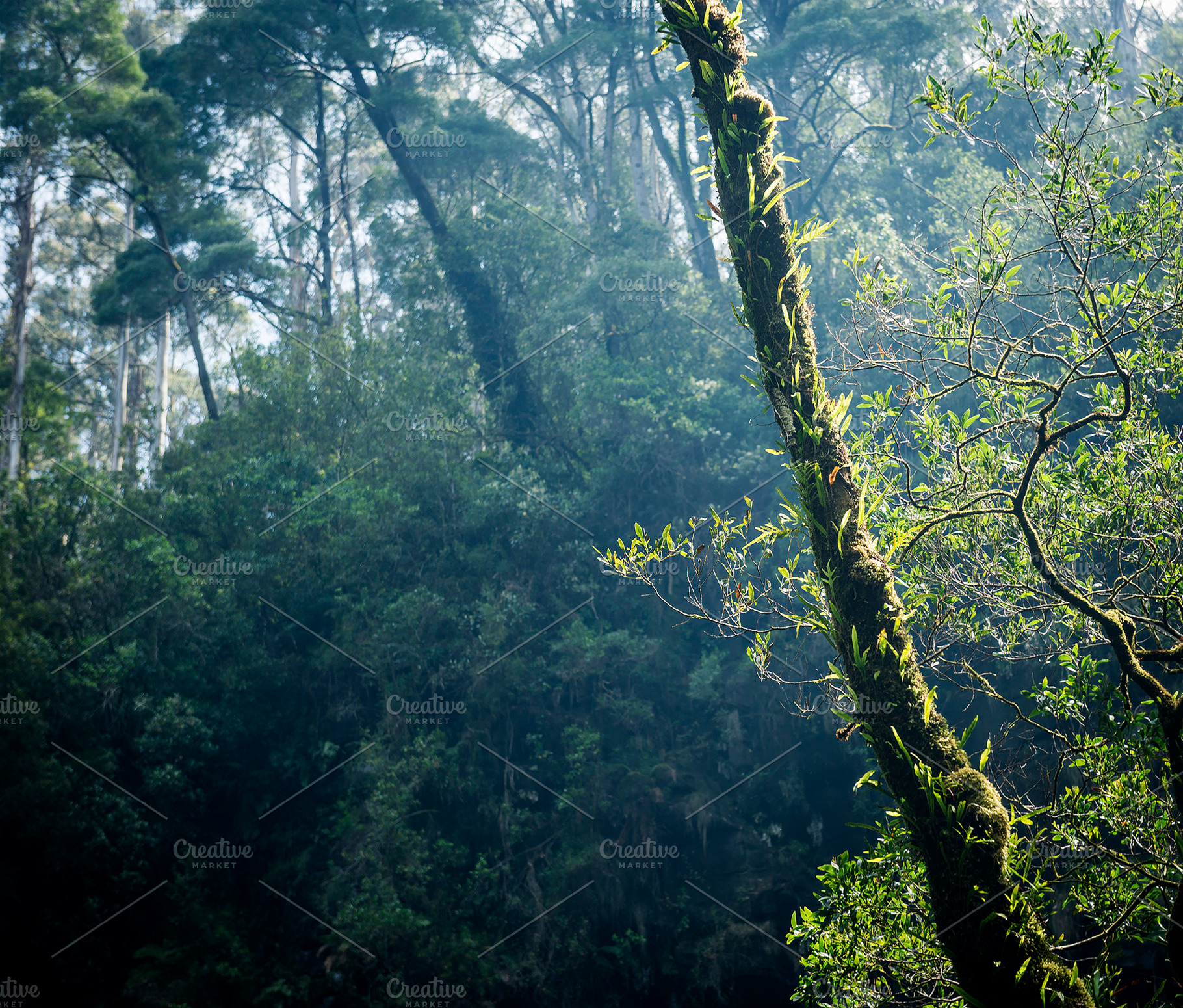 Forest, a Nature Photo by THP Creative