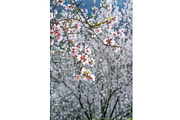 Blossoming almond trees, a Nature Photo by Fruits+Veggies (Thumbnail 11 of 17)