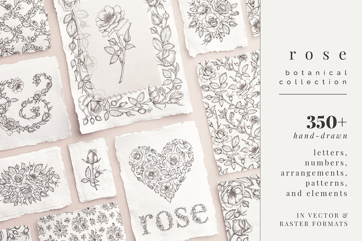 rose | botanical illustrations, an Illustration by Sophia J Caldwell (Photo 22 of 23)