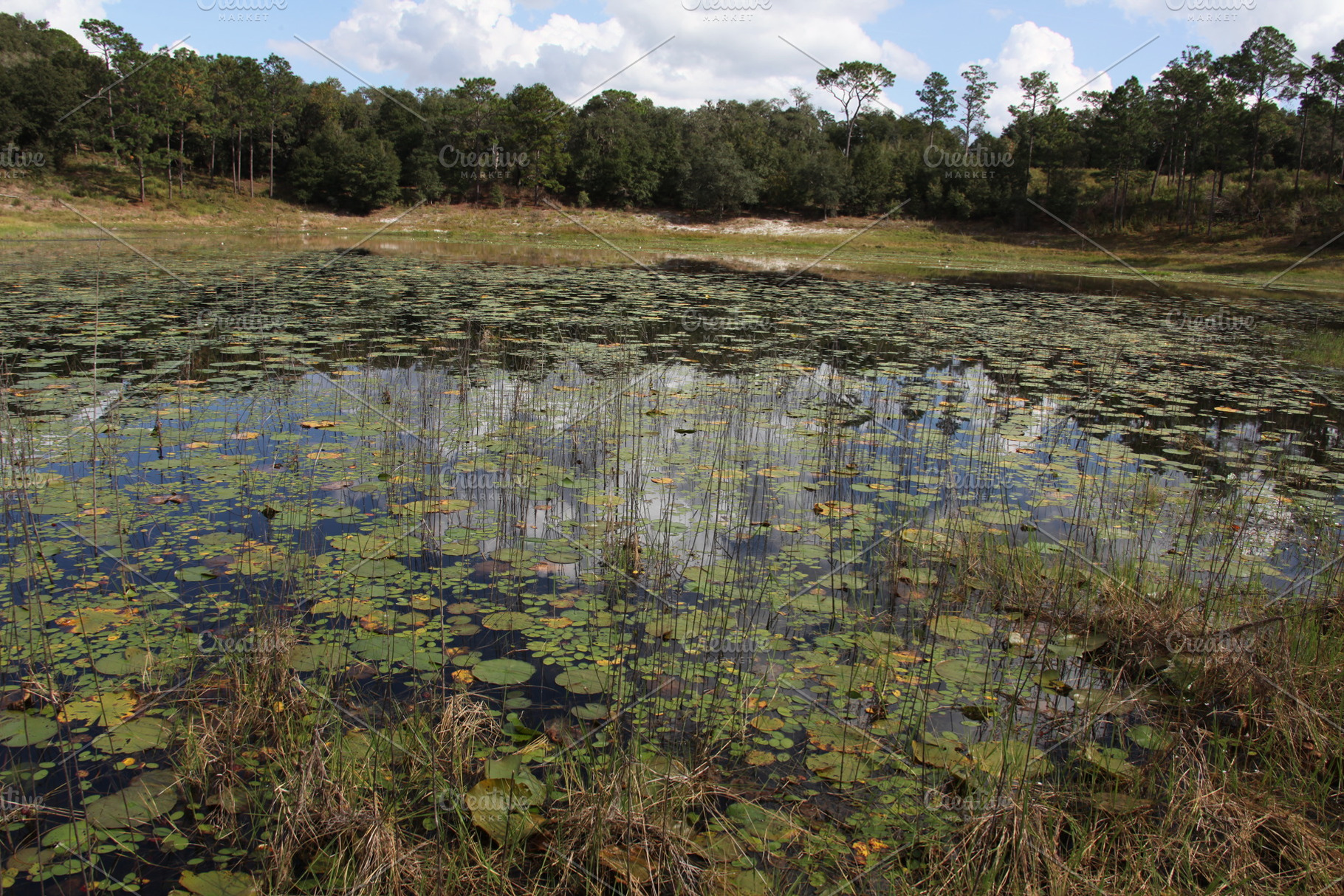 Lake in Gold Head Branch State Park, a Nature Photo by Viktor