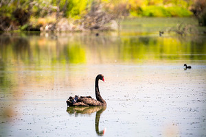 Black Swan, an Animal Photo by THP Creative