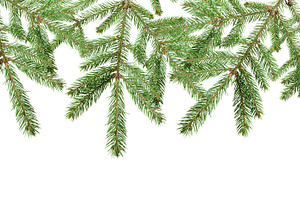 Spruce branch with green needles, isolated background. The branc, a Background Photo by ndanko