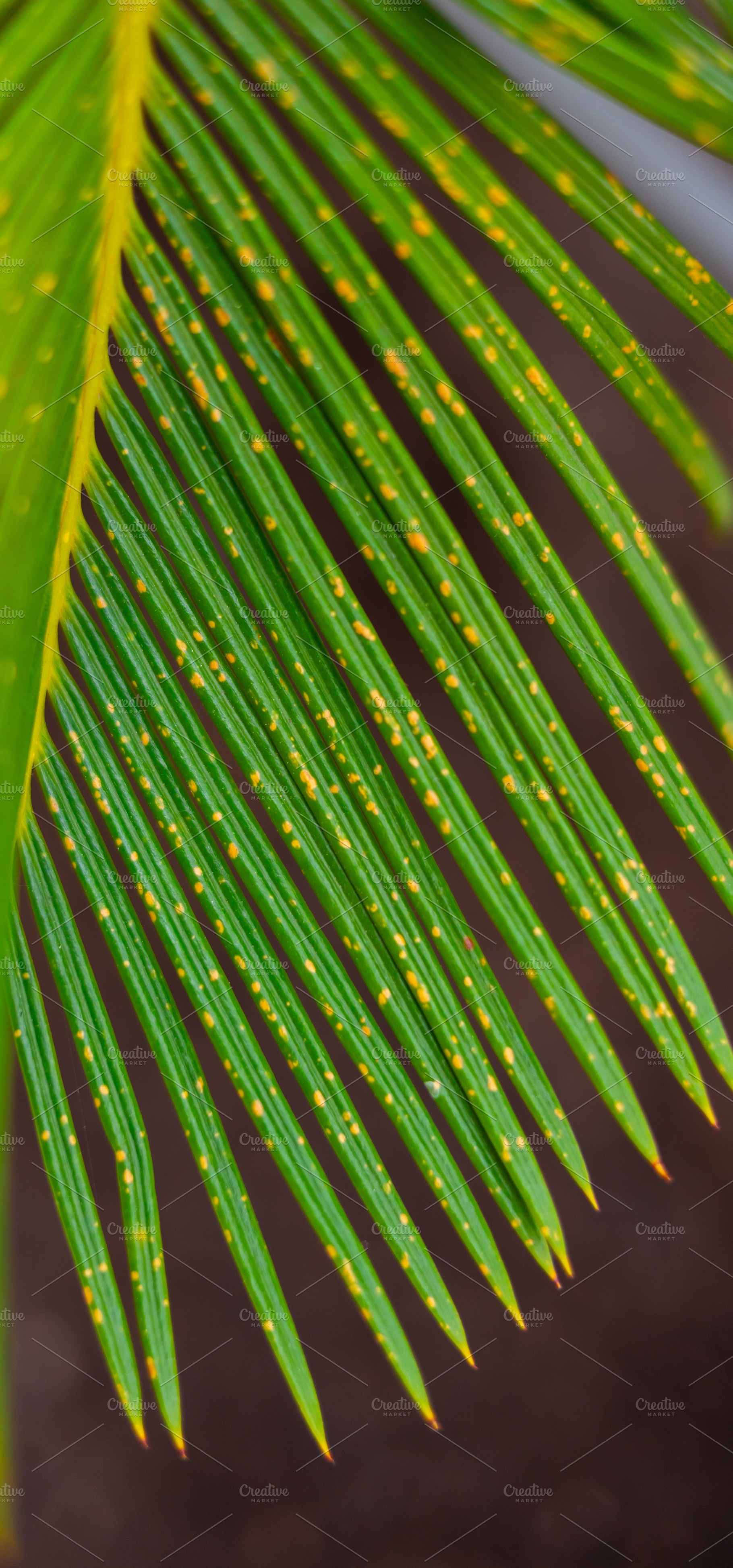 Fungal infection damaging cycas revoluta leaves showing yellow spots, a Photo by Antonio Gravante Market
