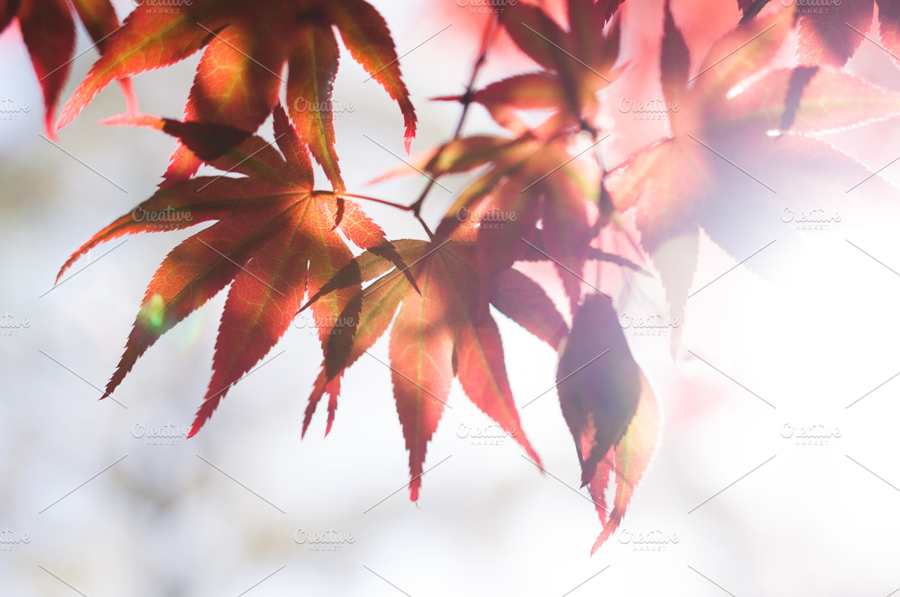 Sunlit Fall Leaves