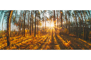 Sunset Through Pine Forest with, a Nature Photo by Our Amazing World