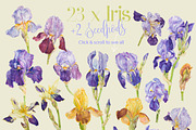 TheArtsyIrisCollection-Clipart, an Illustration by watercolorwild.graphics (Thumbnail 5 of 13)