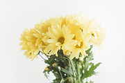 Floral - Flowers on White Photo Pack, a Background Graphic by Fox & Bear (Thumbnail 3 of 5)
