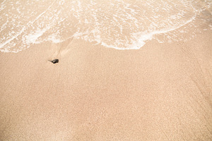 the shore of the beach