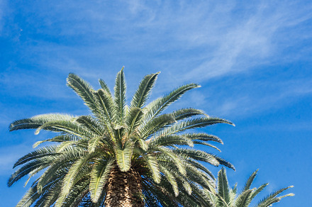 Tropical palm tree containing palm, tree, and trees, a Nature Photo by Neirfy