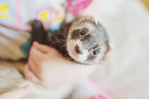 ferret face