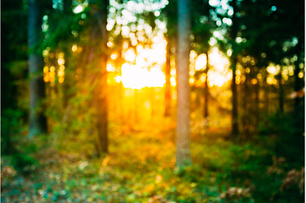 Abstract Autumn Natural Blurred, a Nature Photo by Our Amazing World