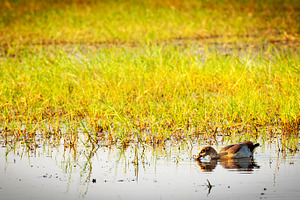 Duck on the Chobe River, an Animal Photo by THP Creative