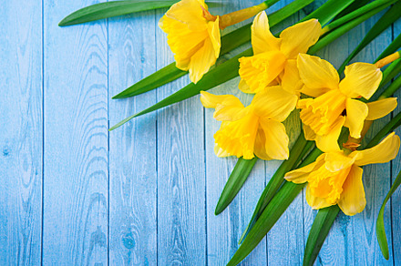 Border from yellow narcissus or daffodil flowers on aquamarine wooden background. Selective focus. Place for text. Toned image.