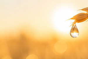 Sunset over wheat field with dew dro, a Photo by Dvoevnore photos