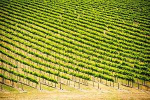 Grape Vines, a Nature Photo by THP Creative