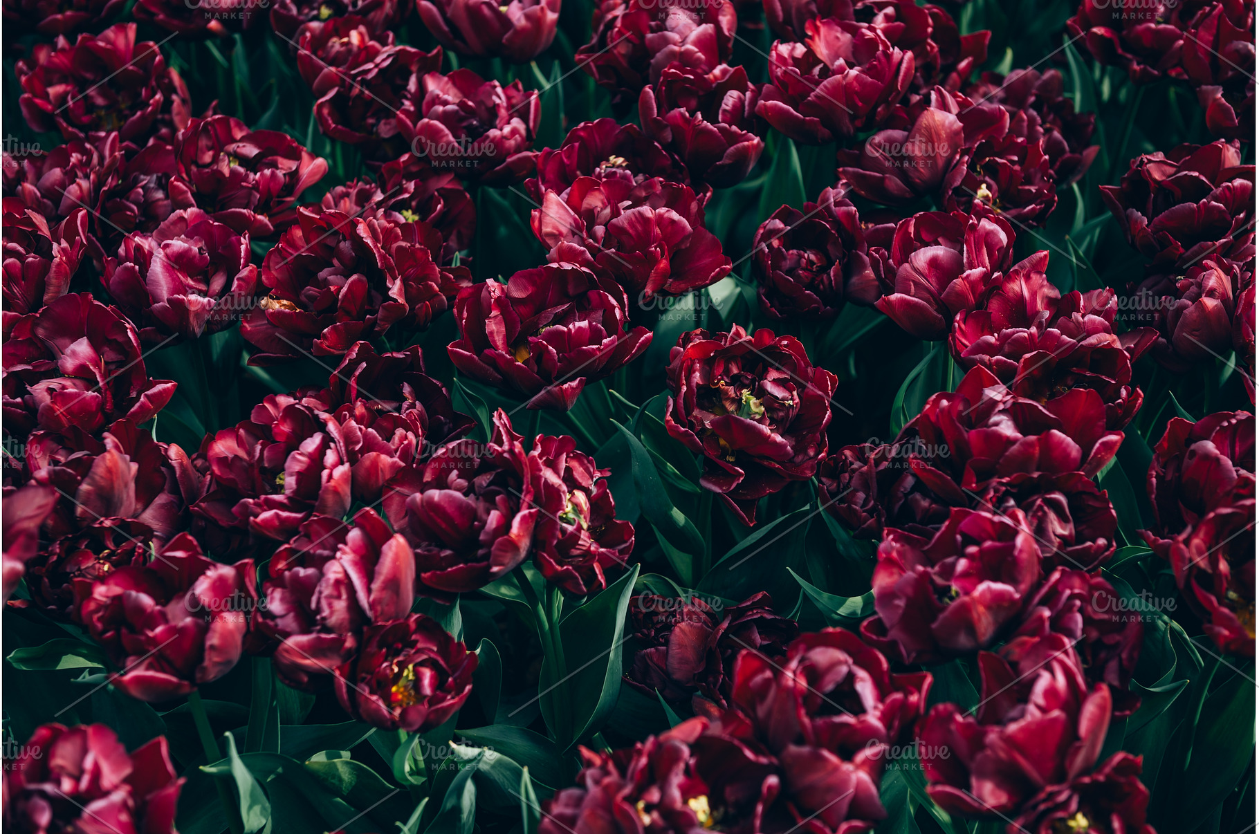 Flowerbeds of blossoming tulips, a Nature Photo by MAnuta