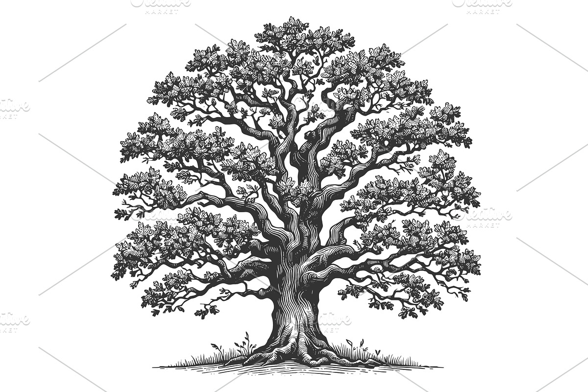 Oak Tree with Expansive Roots, an Object Illustration by AlexArt