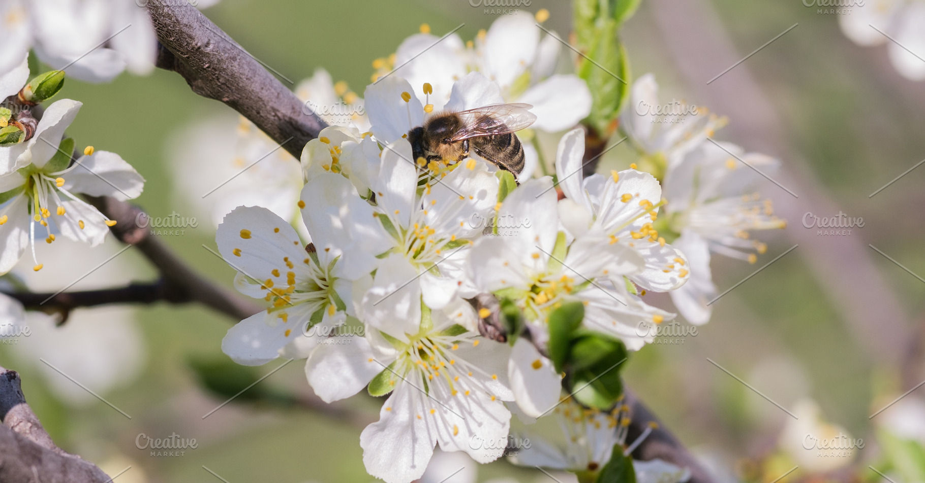 Bee collecting nectar on white flowers of a fruit tree., a Nature Photo by ndanko