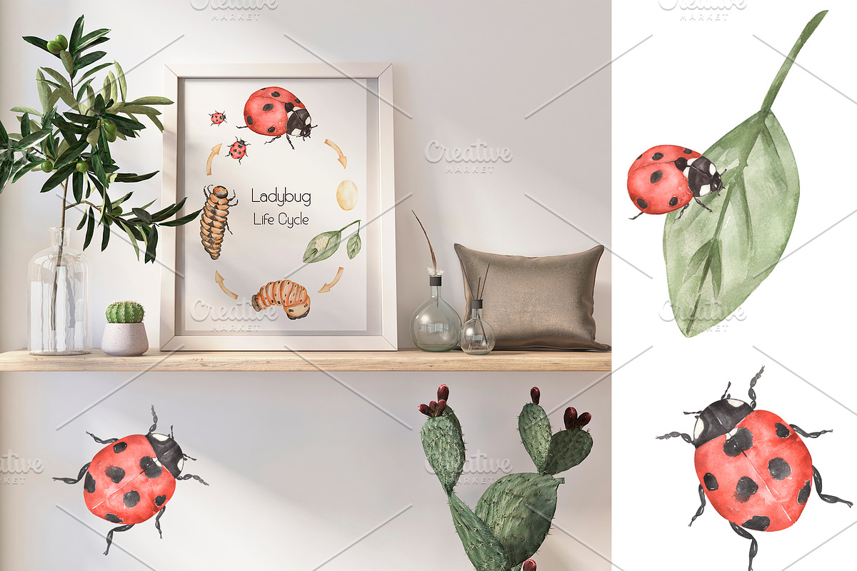 Watercolor Life Cycle Set, an Education Illustration by MayaNavits (Photo 6 of 11)