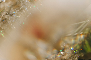 Christmas Background 8, a Holiday Photo by Melanie Helena