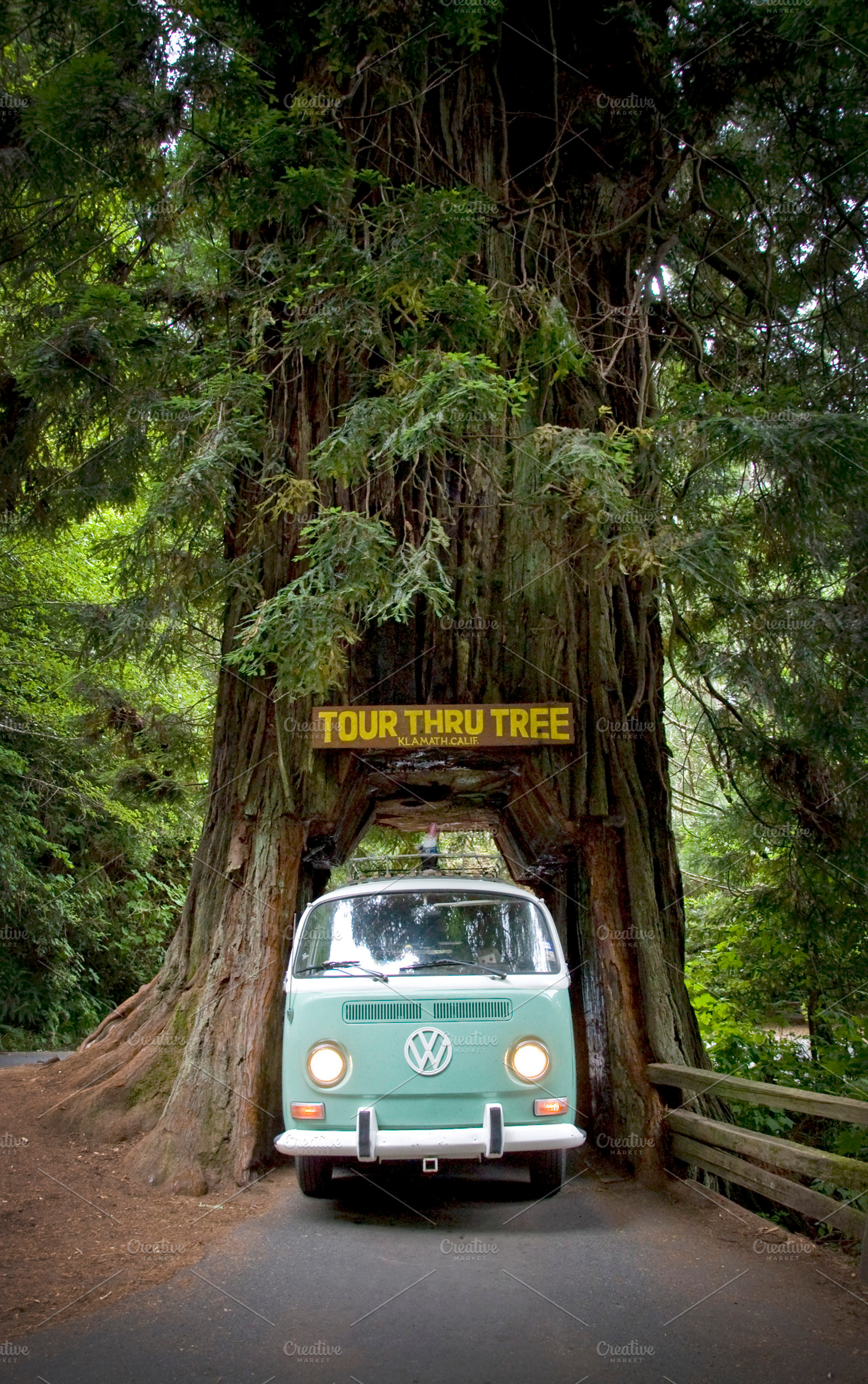 Vw Bus Drive Through Tree