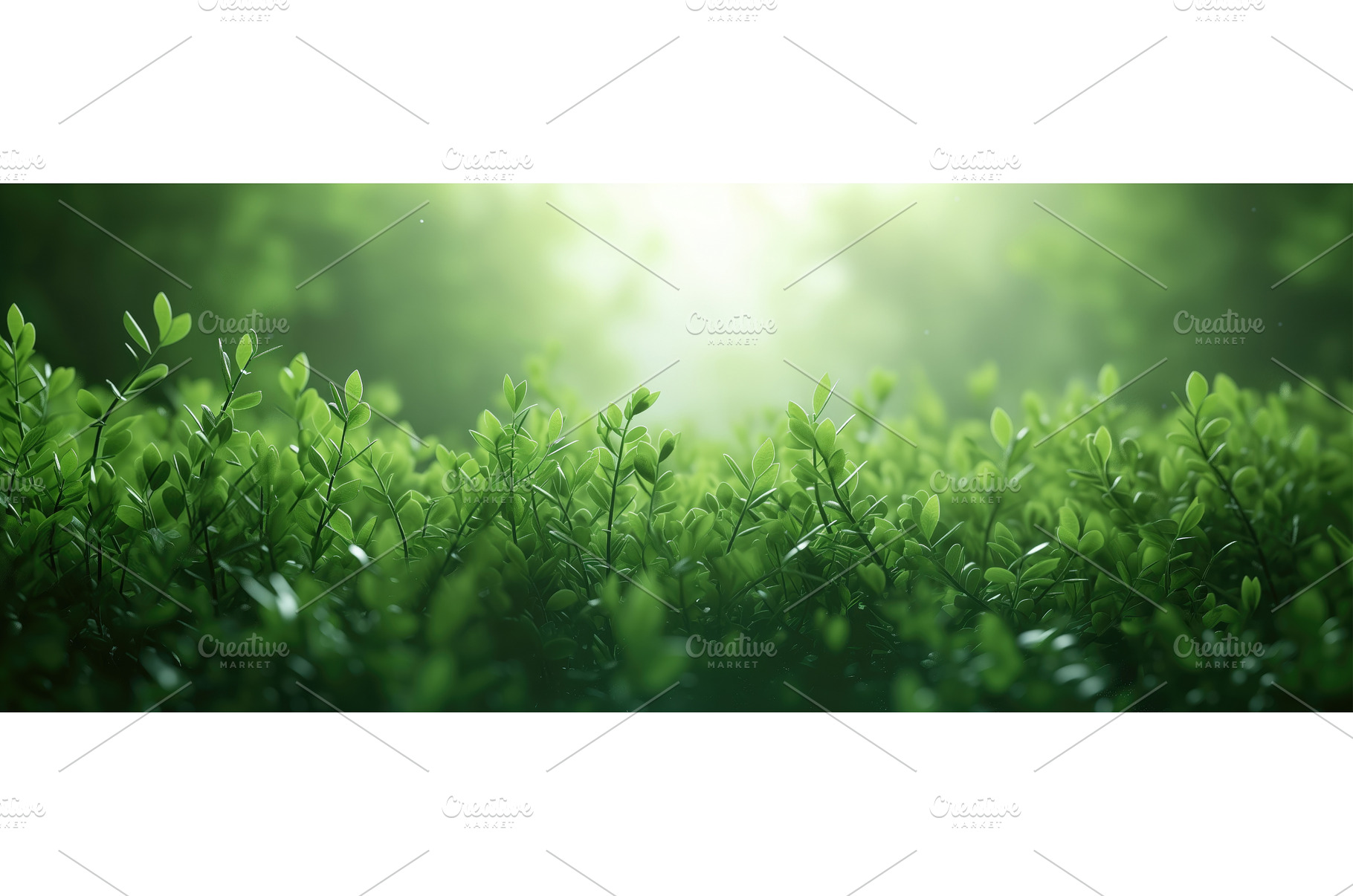Fresh Foliage Background, a Nature Photo by BazziBa♥