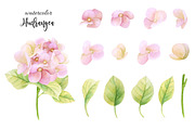 Watercolor hydrangea, an Illustration by Colibri Watercolor (Thumbnail 1 of 2)