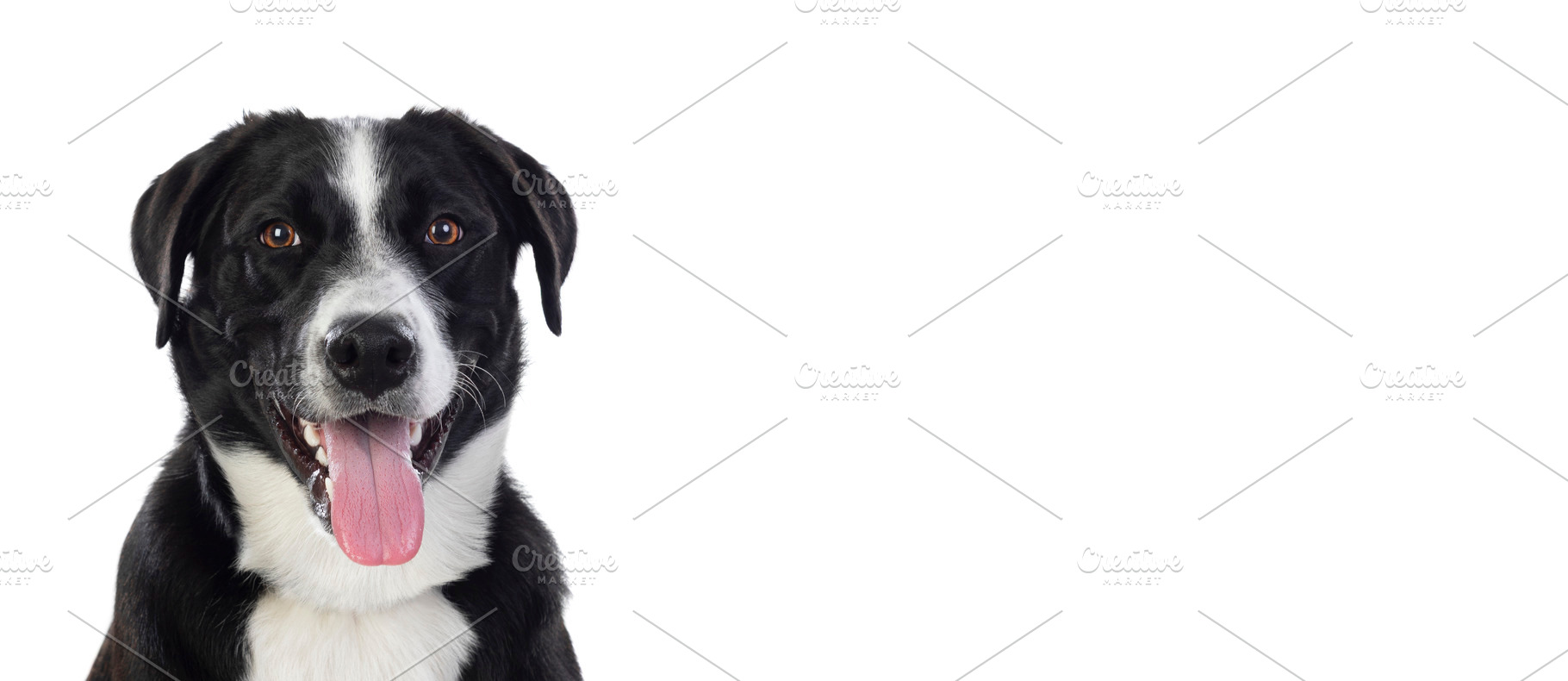Happy black and white dog with open mouth and tongue out looking, an Animal Photo by José Manuel Gelpi