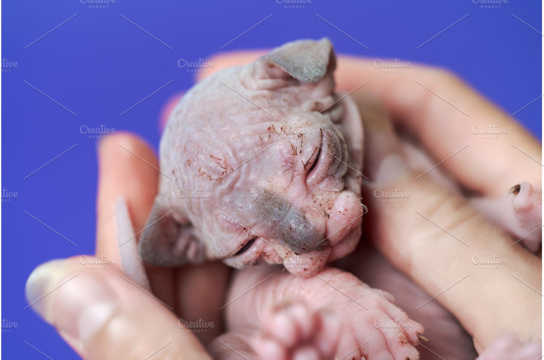 Female kitty of Canadian Hairless, an Animal Photo by Alexander-Piragis