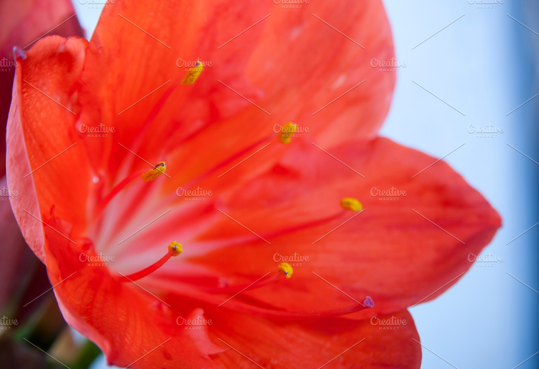 Red Flower, a Nature Photo by THP Creative