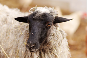 A sheep stands in a barn, basking in, an Animal Photo by darksoul72