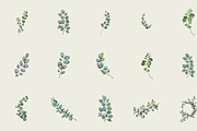 60 Watercolor Eucalyptus PNG Clipart, a Graphic by Graphicspixel (Thumbnail 3 of 10)