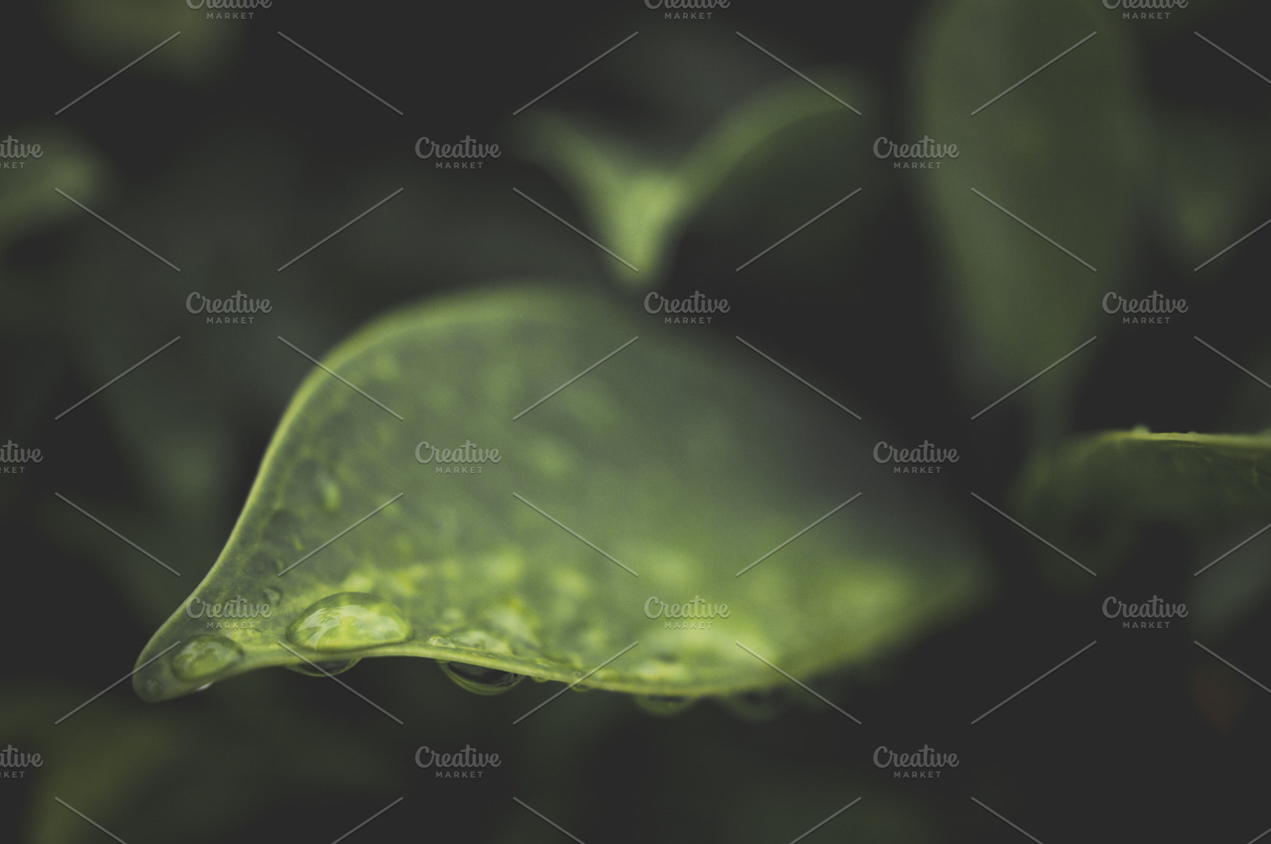 Green leaf - Water drops, a Nature Photo by Zibloidix
