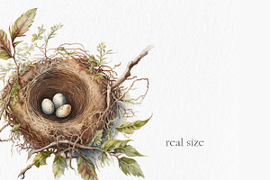 Nests Watercolor Clipart