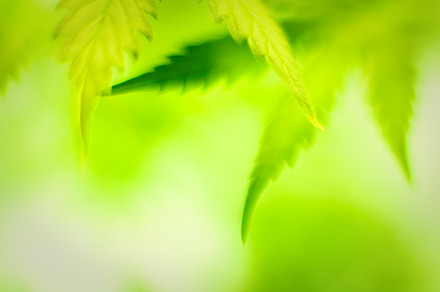 Cannabis closeup shot.