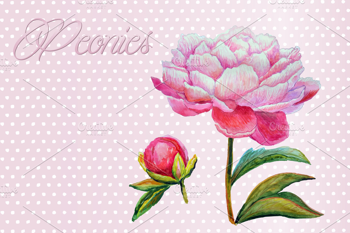 Peonies watercolor, an Illustration by El Design (Photo 3 of 3)