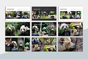 Animal Charity PowerPoint Template, a Presentation Template by litoondev (Thumbnail 8 of 10)