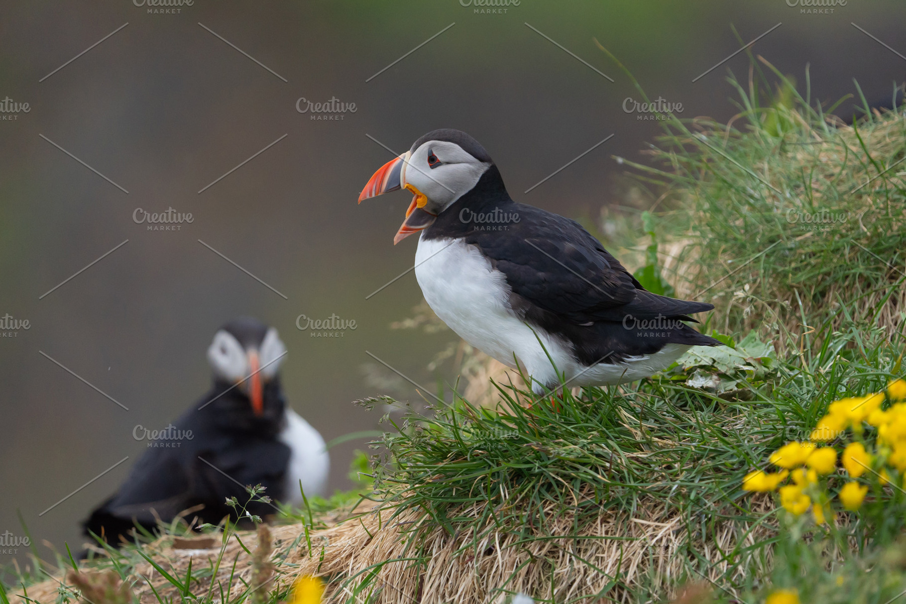 Close up of puffin bird or Fratercula in Iceland in summer seaso, an Animal Photo by Tampatra