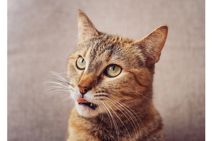 The domestic cat looks into the