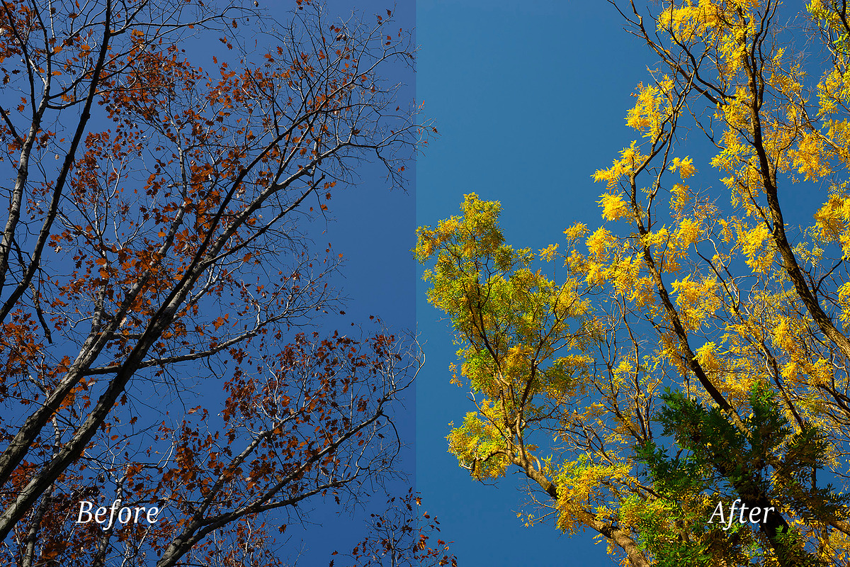 Autumn Adobe Lightroom Presets, an Action Add-On by Goat presets (Photo 2 of 4)
